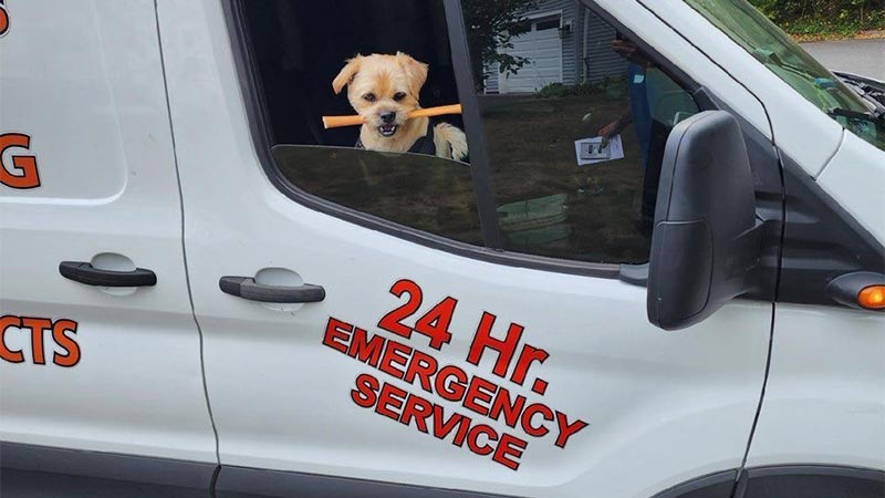 24 Hr Dog Van Horizontal